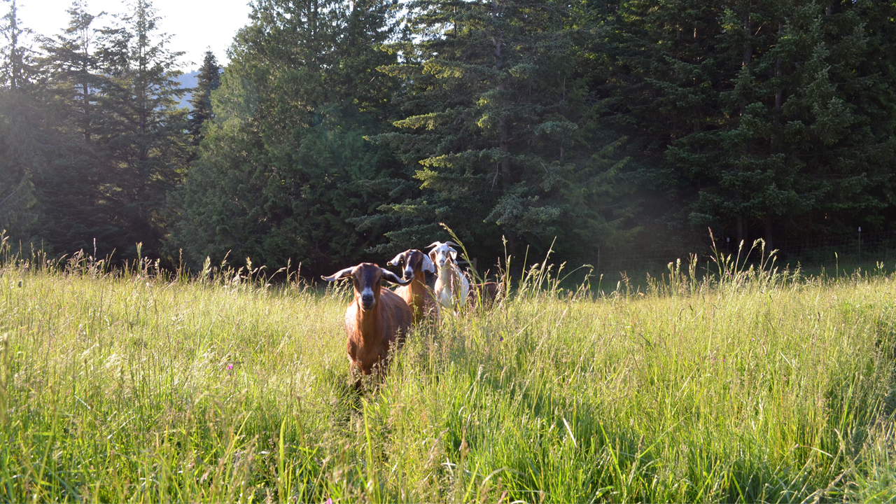 goats running in pasture